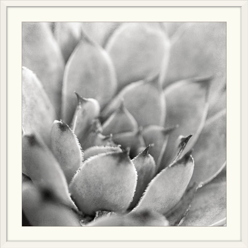 «Garden Succulent I» par Laura Marshall, reproduction de photo, H 24 po x l 24 po x P 1 po, Cadre blanc