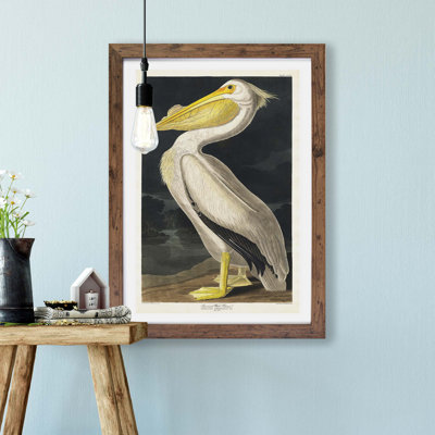 American White Pelican by John Audubon - Painting