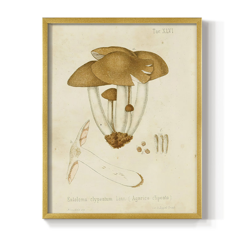 Reproduction encadrée champignon V Variétés - bois massif, Or, H 14 po x l 11 po