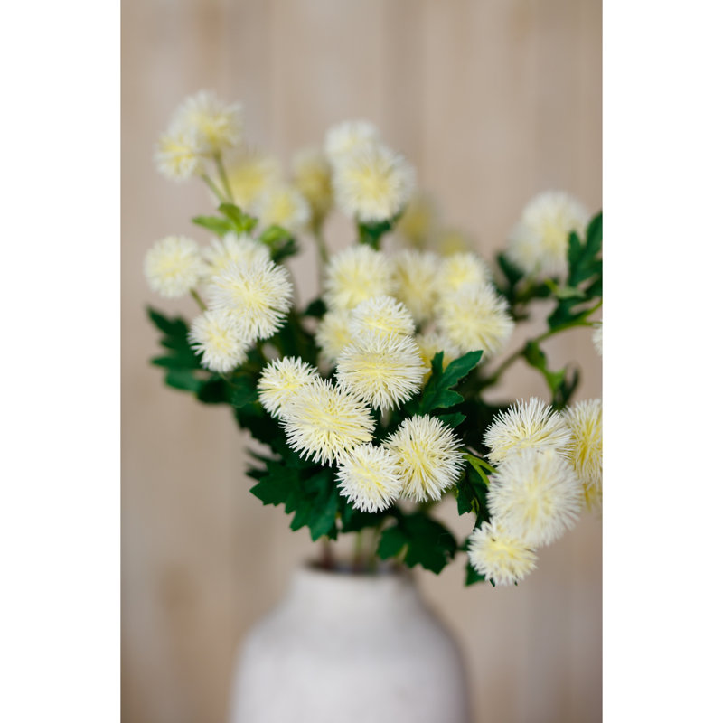 Anastasija Arrangement, Cream