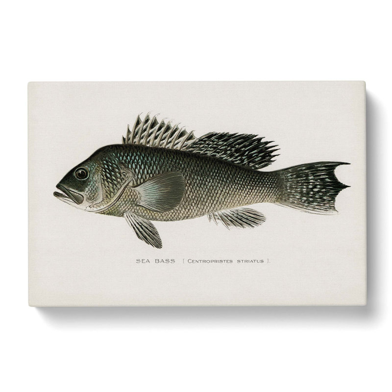 Sea Bass Fish by Sherman F. Denton - Wrapped Canvas Print, 35cm H x 50cm W x 3cm D