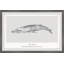 Balaenoptera Musculus 1 Piece Single Picture Frame Painting-1750457925