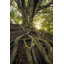 «Rooted On Canvas» par Martin Podt, reproduction