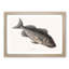 Rockfish by Mark Catesby - Picture Frame Painting Print-55762842-55762845