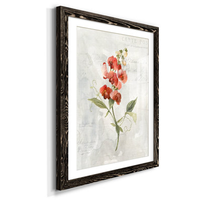 " Linen Sweet Pea "