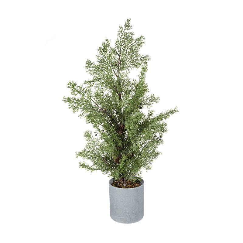 Pin en pot