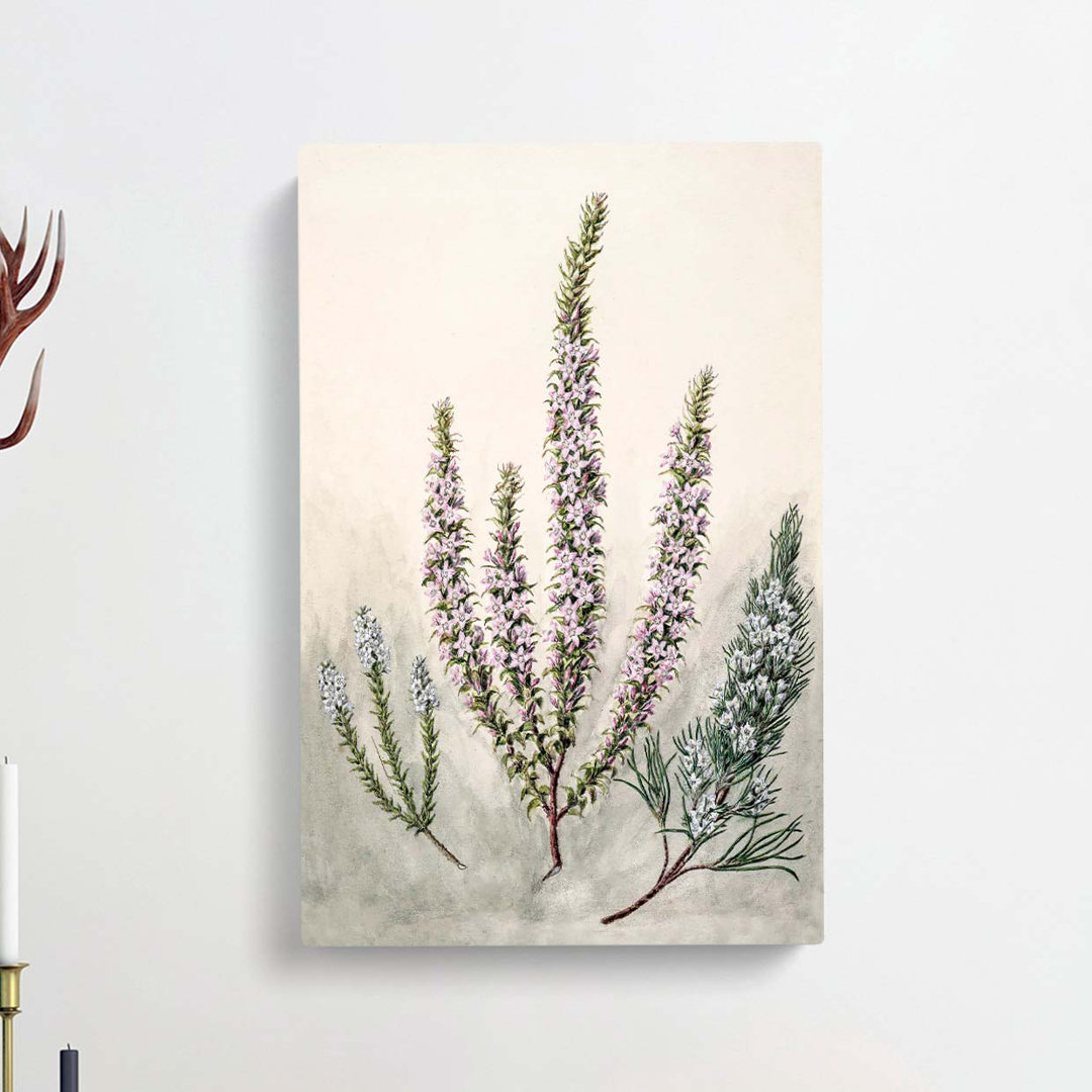 Epacris Flowers by Sarah Featon - Wrapped Canvas