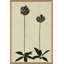 Allium Giclee Print by Susan Hable