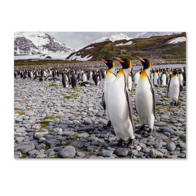 Art mural sur toile tendue - Karen Lunney «Penguins Of Salisbury Plain», art mural pour salon, chambre à coucher ou bureau - 14 x 19
