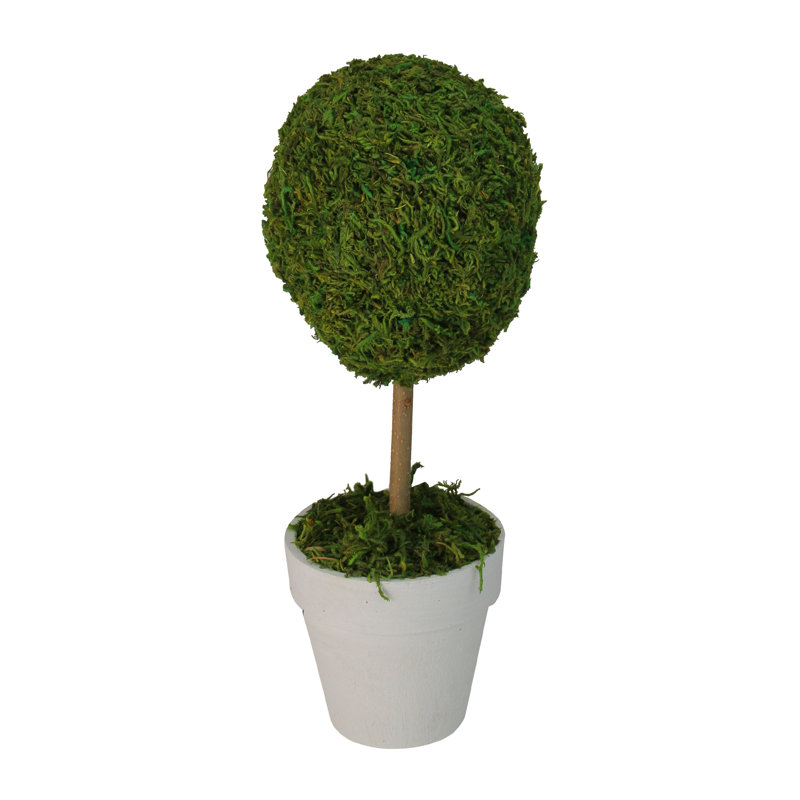 Elegant Outdoor Reindeer Moss Topiary in White Pot, 14" High