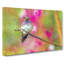 Hummingbird - Wrapped Canvas-55360419