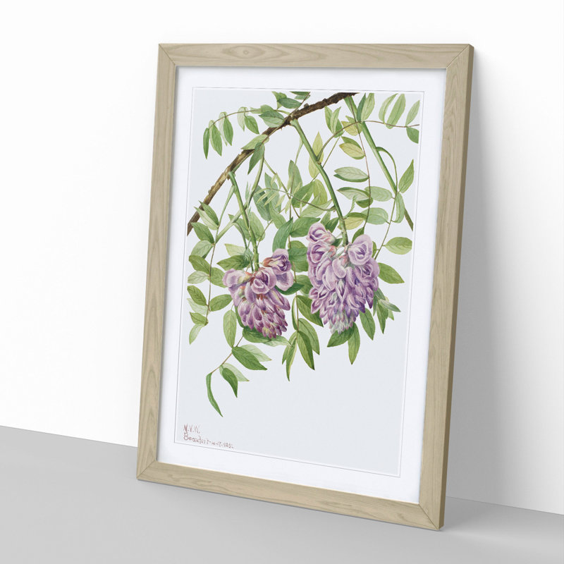 American Wisteria by Mary Vaux Walcott - Picture Frame Graphic Art, 65cm H x 48cm W x 2cm D, Oak Framed