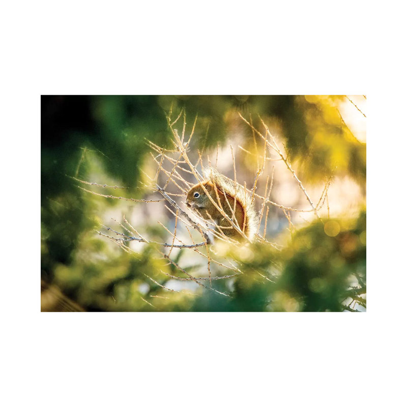 Squirrel Surrounded By Leaves And Light by Nik Rave - Wrapped Canvas Gallery-Wrapped Canvas Giclée