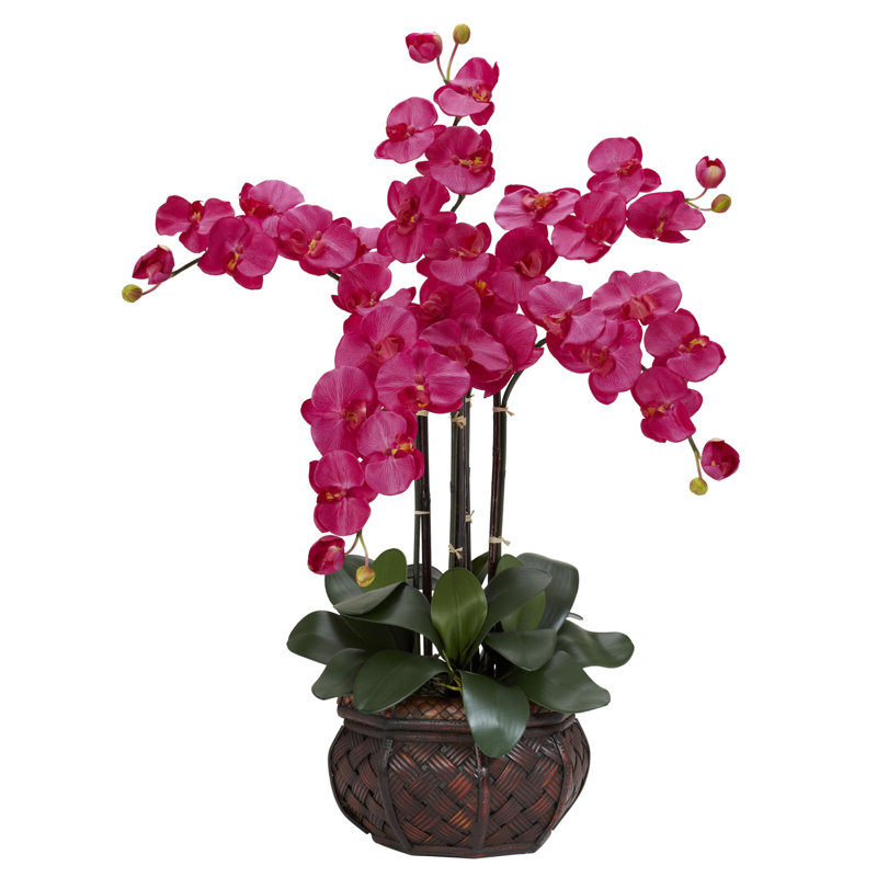 Orchidées phalaenopsis dans un vase, Beauté