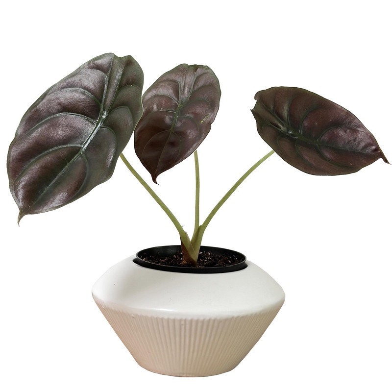 Ceramic Planter Ceramic Table Vase, White