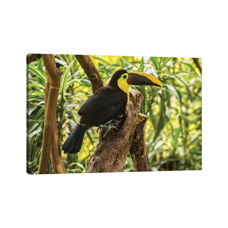 Costa Rica, La Paz River Valley. Captive Black-Mandibled Toucan On Tree. by Jaynes Gallery - Wrapped Canvas Print