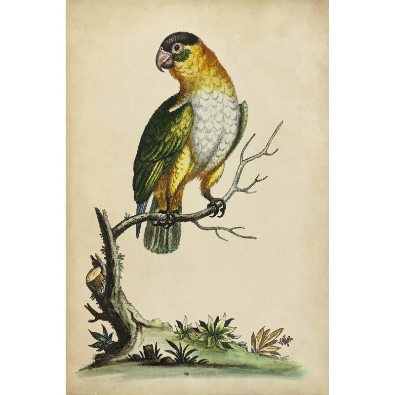 Paradise Parrots VI - Wrapped Canvas Print, 46cm H x 30cm W x 3.8cm D