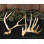 Golden Antlers, Gold (Set of 2)