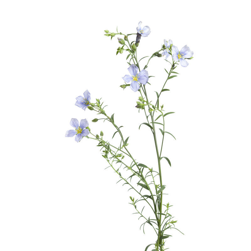 Floraison du lin - Photographie sur toile tendue, H 18 po x l 12 po