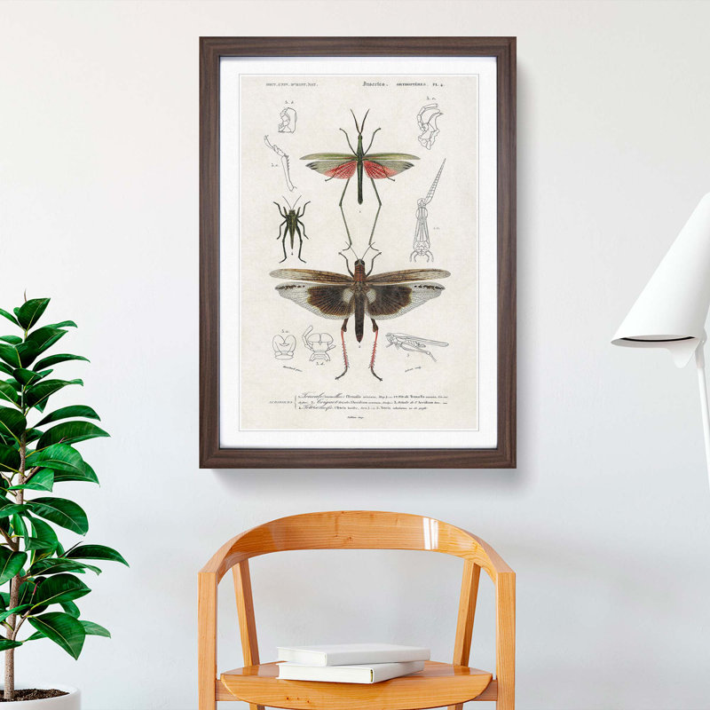 Insect Illustrations PL.4 by Charles d'Orbigny - Picture Frame Painting Print, 36cm H x 27cm W x 2cm D, Walnut Framed