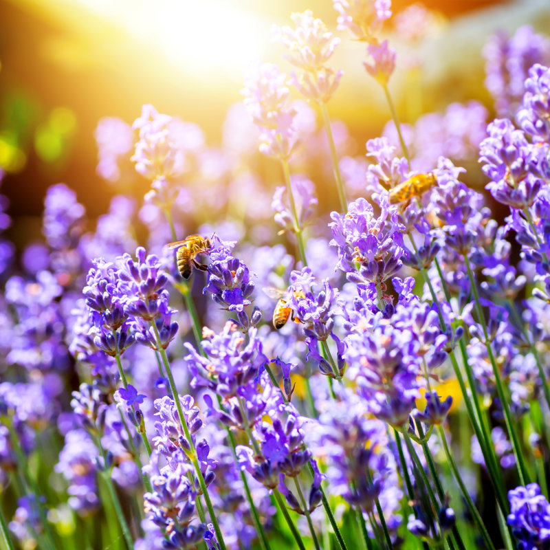Belles fleurs de lavande par Gregory_Dubus, H 30 po x l 30 po