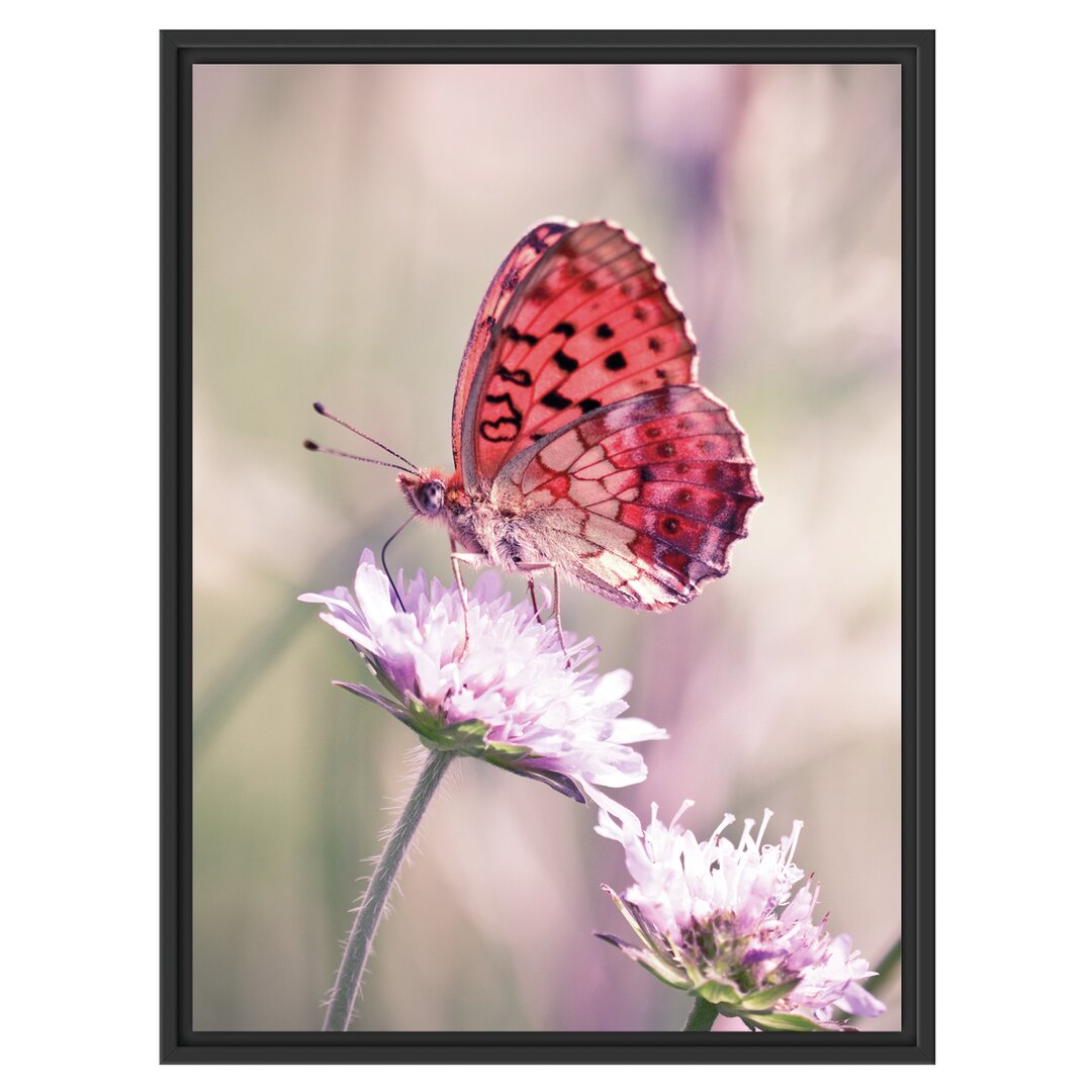 Gerahmtes Wandbild Bezaubernder Schmetterling