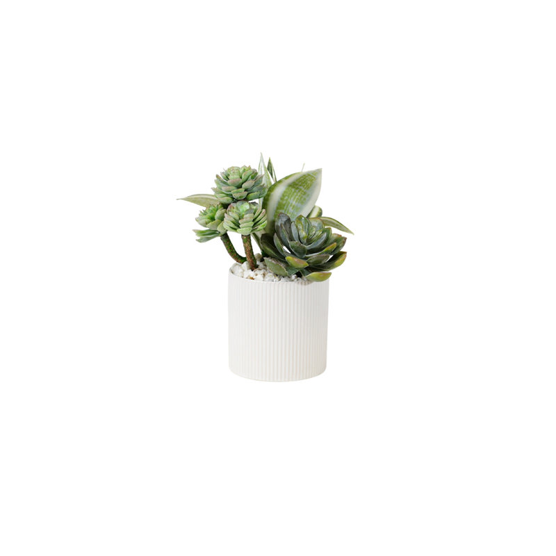 Succulents Arrangement in Ribbed White Ceramic Planter