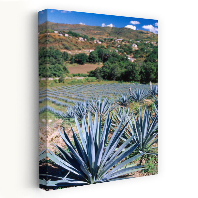 Téquila, agave, culture, Mexique, paysage contemporain contemporain, art, H 48 po x l 32 po