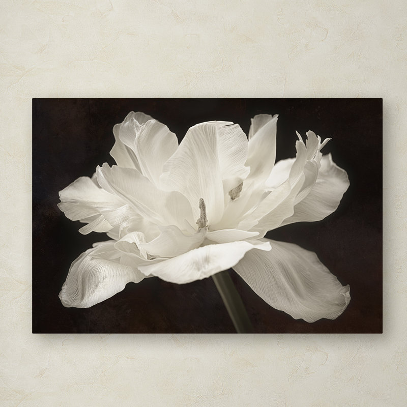 «White Tulip I» par Cora Niele - reproduction de photo sur toile, H 30 po x l 47 po x P 2 po