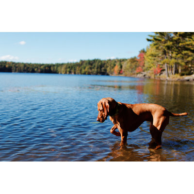 Dog Pointing In Lake by FiN85 - Wrapped Canvas Print