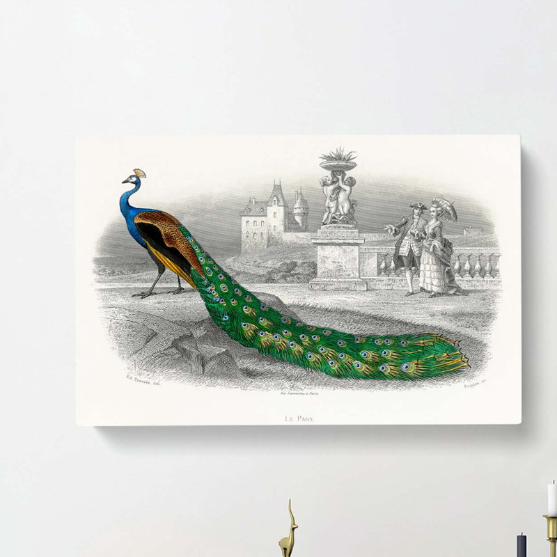 Admiring a Peacock - Wrapped Canvas, 35cm H x 50cm W x 3cm D