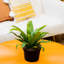 Bird''s Nest Fern in Nursery Pot