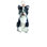 Boston Terrier
