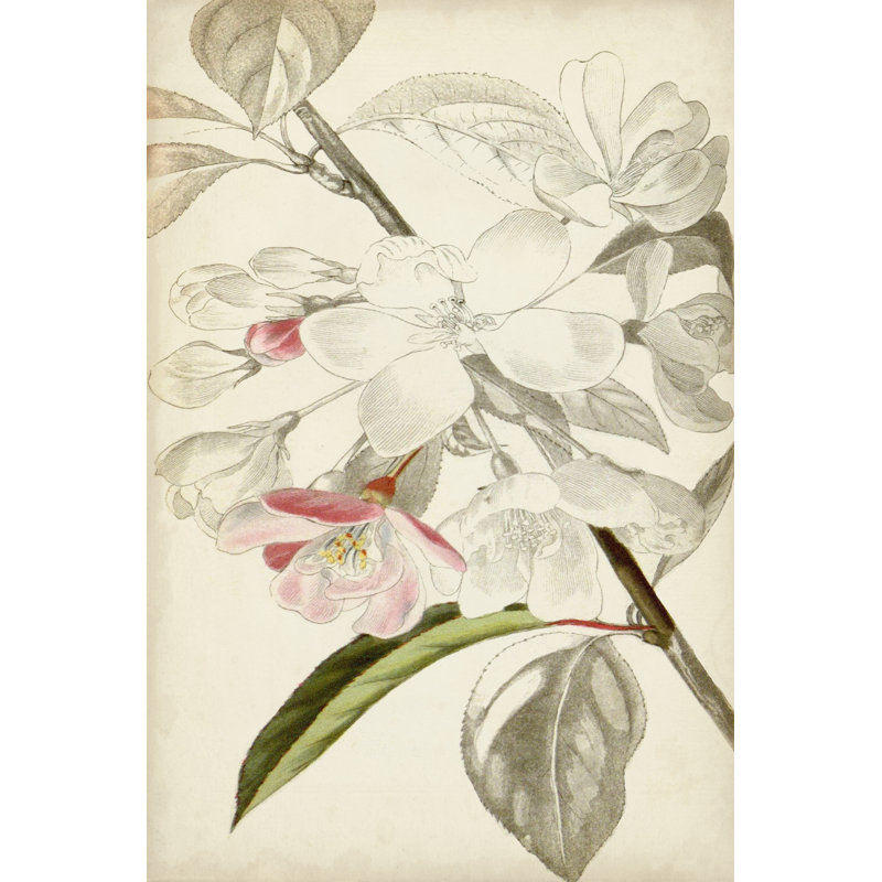 Silvery Botanicals VIII by Vision Studio - Wrapped Canvas Painting, 76cm H x 51cm W