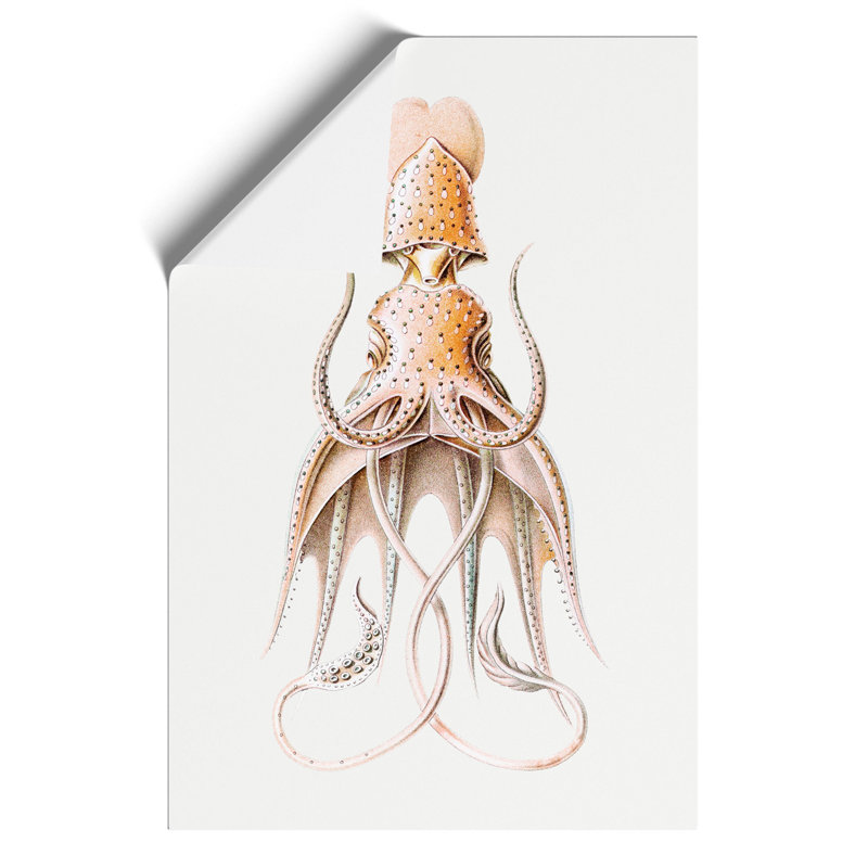 Vintage Squid by Ernst Haeckel - Frameless Print, 59cm H x 42cm W x 0.1cm D