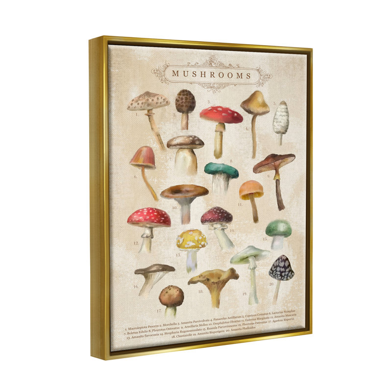 «Vintage Mushroom Nature Study» par Amylee Week, impression, H 21 po x l 17 po x P 1,7 po, Cadre flottant métallique doré