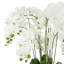 Orchid Arrangement in a Round Ceramic Vase