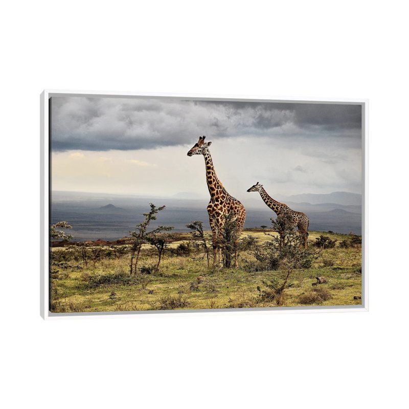 Giraffe by Giuseppe Damico - Floater Frame Print on Canvas