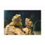 No Frame Print on Canvas-1955088360