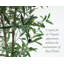 Olive artificielle en pot-748669067