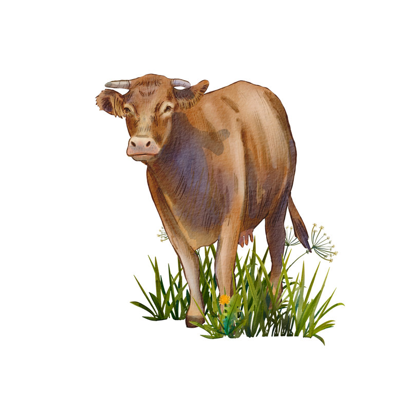The Cow Is Brown by Anastasiia Chekhonadskaia - Wrapped Canvas Print, 122cm H x 122cm W x 3.8cm D