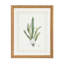 Curtis Ferns IV Print