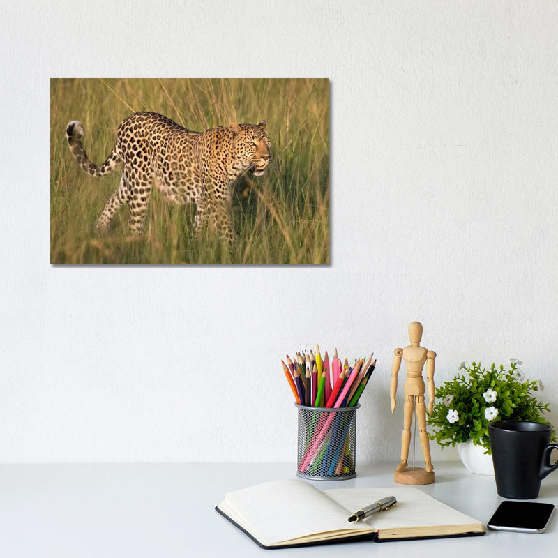 Africa, Kenya, Maasai Mara National Reserve. Close-up Of Walking Leopard. by Jaynes Gallery - Wrapped Canvas Painting