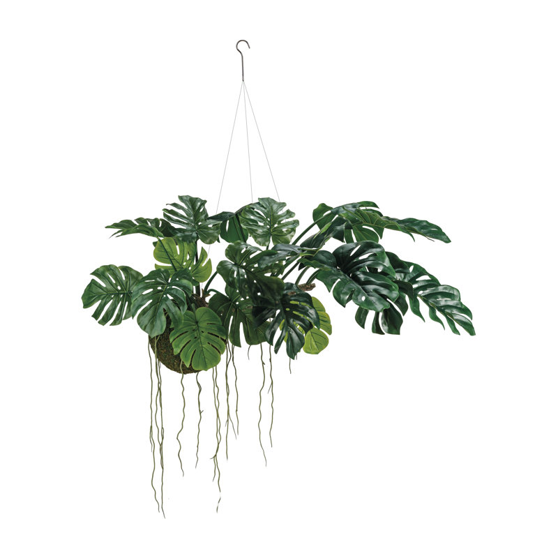 Monstera Kokeama suspendu en polyéthylène luxuriant