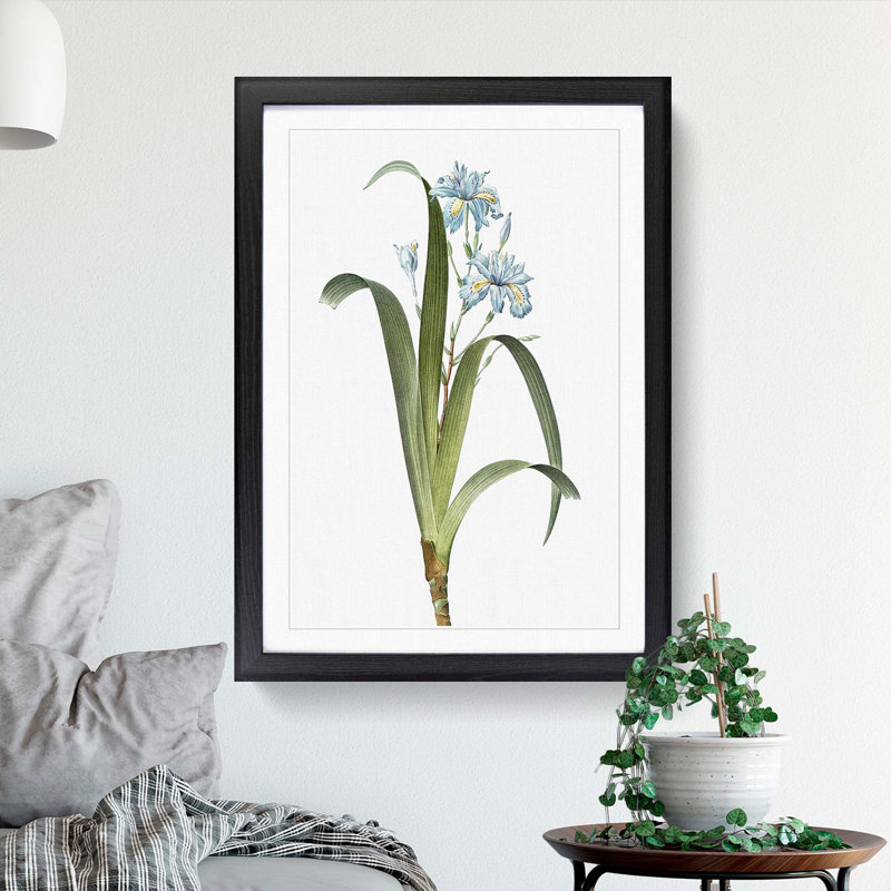 Iris Flowers by Pierre-Joseph Redoute - Framed Print, 65cm H x 48cm W x 2cm D, Black Framed