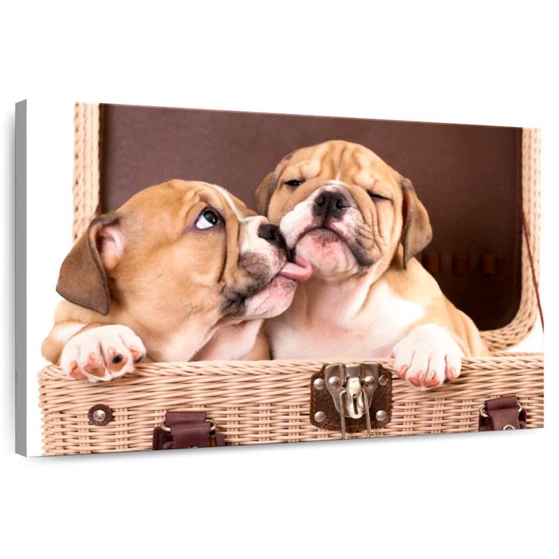 Bulldog Frères et Sœurs, H 8 po x l 12 po