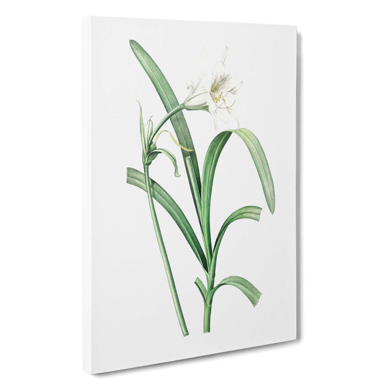 Peruvian Daffodil Flower by Pierre-Joseph Redoute - Wrapped Canvas Print, 76cm H x 50cm W x 3cm D