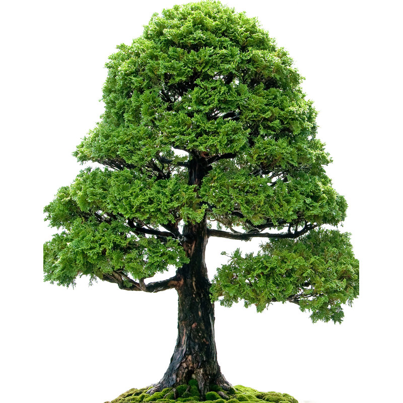 Bonsai Tree Cardboard Standup