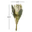 Large Protea Flower Stem