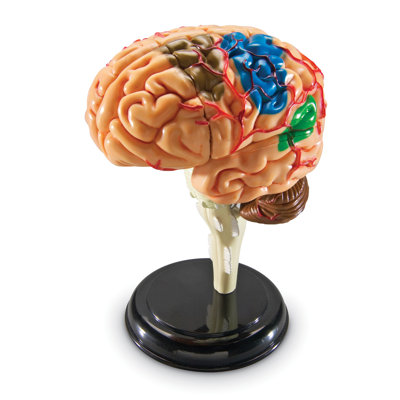 Anatomie du cerveau de modèle